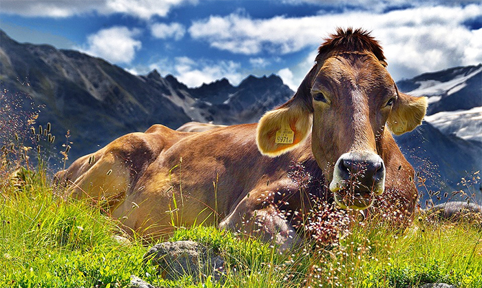 Vacche di razza bruna, pezzata rossa ed highland alla Mostra bovina di Vigezzo