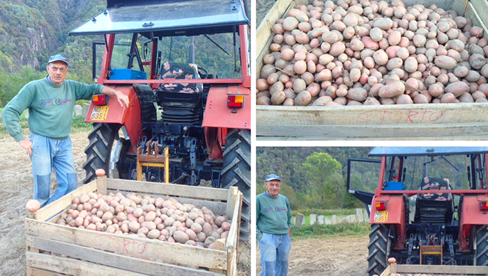 Bene la raccolta di "Patate di Beura". Video