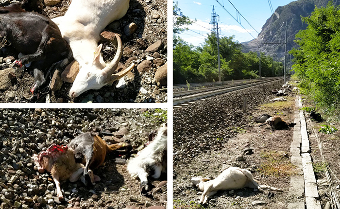 Denunciato il pastore che ha lasciato le capre sulla ferrovia. Trenta animali morti