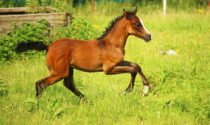 Lascia i cavalli allo stato brado. Danni alle colture, pericolo in strada. Denunciato