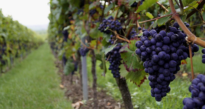 L'anno del Prunent: vendemmia precoce, ma ottima. Videointervista