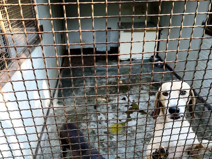 I CC Forestali sequestrano un canile a Montecrestese. Titolare denunciato per maltrattamento di animali - Foto