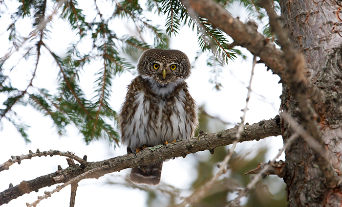 Due specie di Civette, tipiche delle foreste nordiche, avvistate in alta valle Antrona
