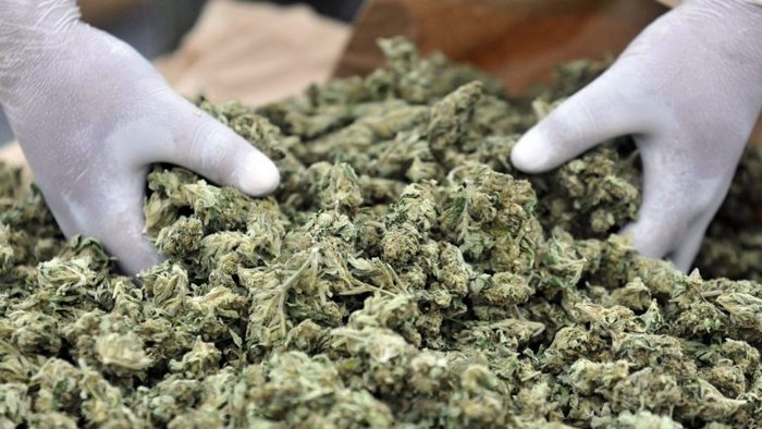 Droga in Ticino, arrestati tre spacciatori con 15 chili di canapa
