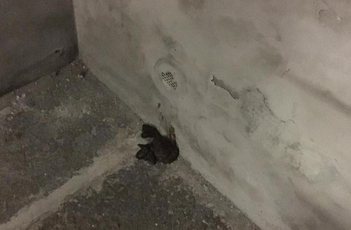 Incivili lasciano escrementi all'ingresso dell'ospedale