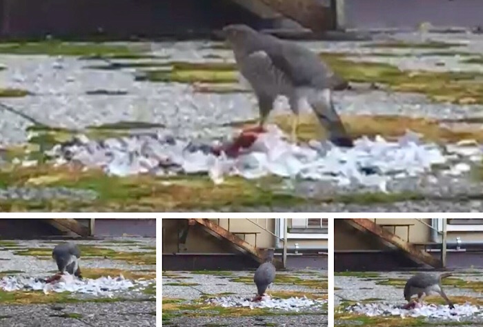 Rapace uccide un piccione e se lo mangia in centro Domo. Guarda il video