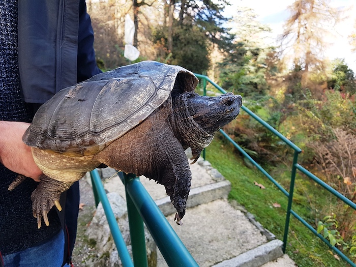 Rara e pericolosa tartaruga azzannatrice abbandonata a Stresa e sequestrata dai CC - Foto