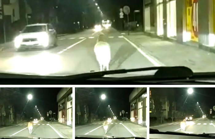 Pecorella smarrita in giro per le vie domesi. Video