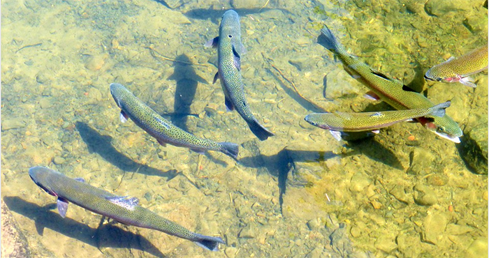 Rubati un centinaio di esemplari di trota marmorata all’incubatoio di Caddo