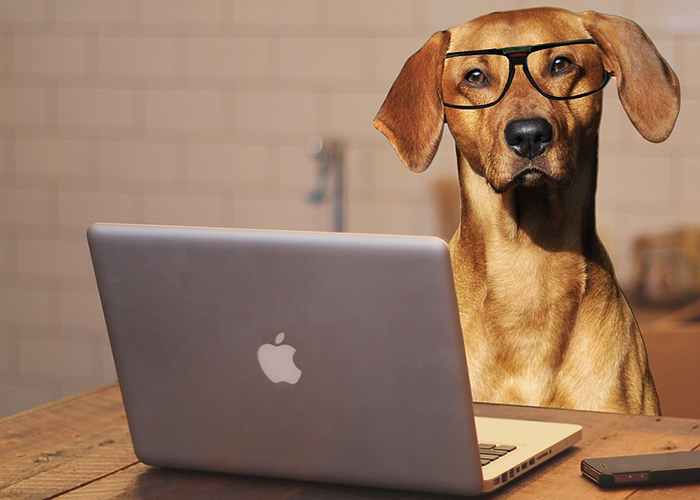  Più spensierati in ufficio e al lavoro con il proprio cane a fianco. Oggi la giornata mondiale