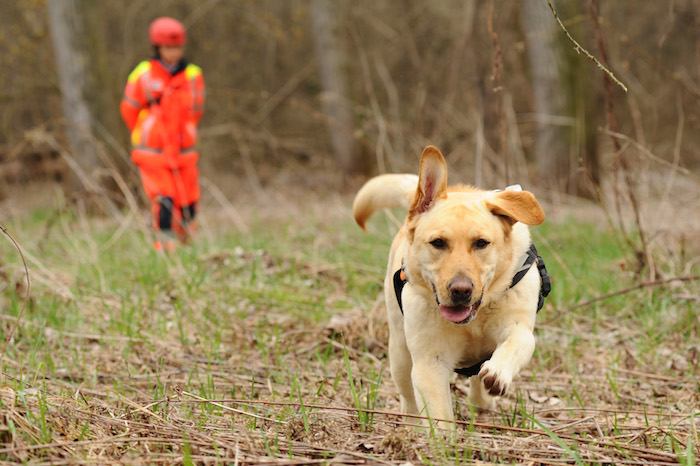 Anpas riorganizza il servizio cinofilo - Foto