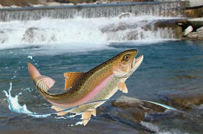 Alta Ossola: al via la pesca sui torrenti Devero e Diveria e a Piedilago