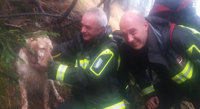 Cane da caccia in difficoltà nei boschi, salvato dai Vigili del fuoco