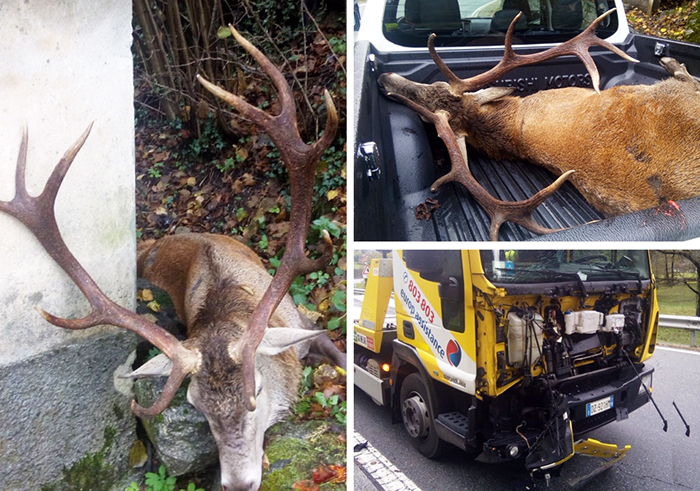 Cervo di 170 Kg investito da un furgone per il Soccorso stradale