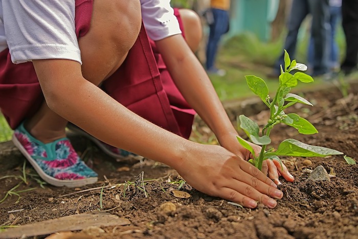 Le scuole di Crodo celebrano la Giornata Nazionale degli Alberi