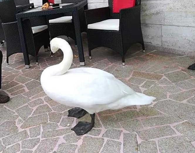 Pallanza: quel cigno che fa colazione al bar - Foto