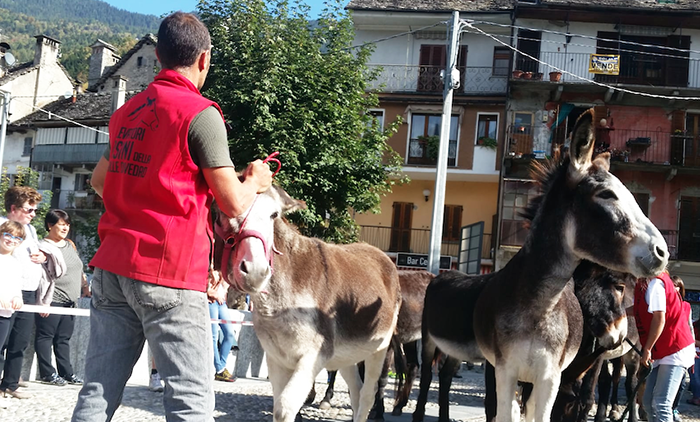 "A scarium?" A Varzo la Sagra che festeggia il ritorno a valle degli asinelli. Foto