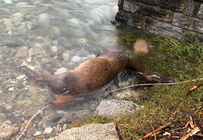 Sarà rimossa domani la carcassa di cervo dal lungolago di Intra