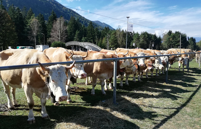 Premio alla migliore vacca bruna alpina alla 37^ edizione della Mostra bovina vigezzina. Foto