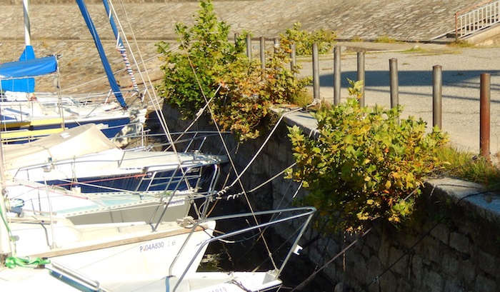 Porto di Intra: erbacce e sporco sotto gli occhi dei turisti - Foto