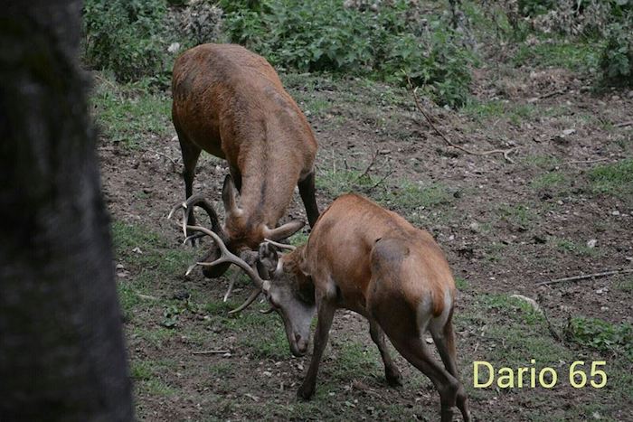 Il bramito dei cervi, la stagione degli amori. I luoghi segreti per ascoltarli e fotografarli