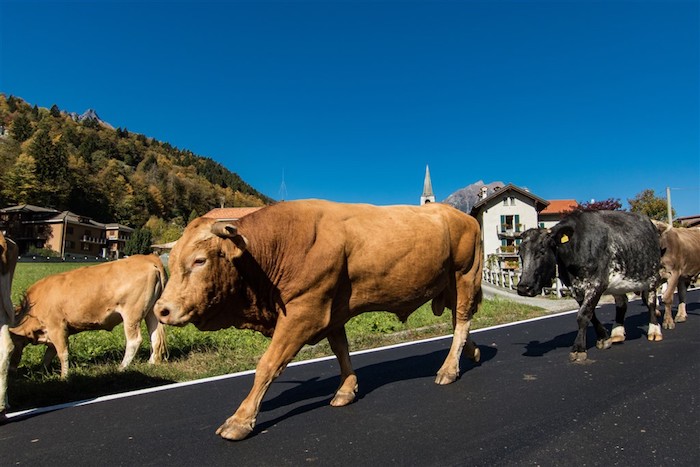 BiancoLatte 2018: ecco l'oro dell'Alta Ossola - Foto