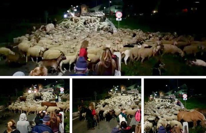 Tempo di migrar: a Premia la festa della trasumanza - Foto e video 