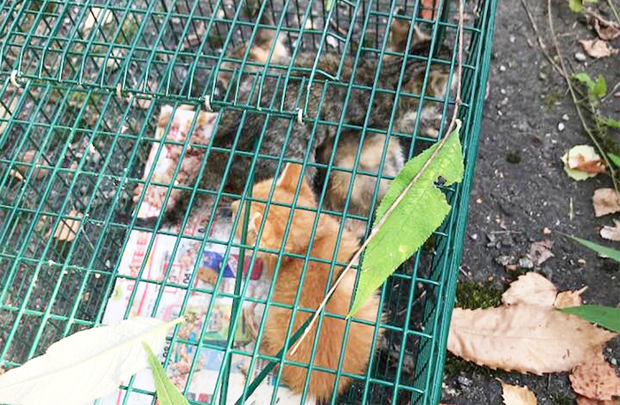Nove gattini appena nati abbandonati in una scarpata. Salvati