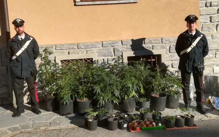 Pollice verde vigezzino, coltiva 84 piante di marijuana in cantina. Arrestato 