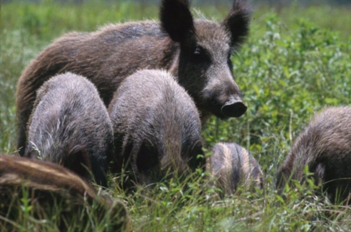 Gestione del cinghiale: gli esperti si confontano a Domo. Appuntamento domani 
