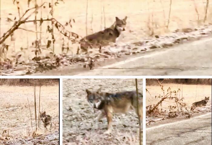 Lupo in Ossola, il comandante dei Forestali: rispetto e distanze