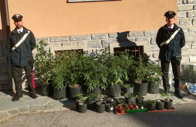Convalidato l'arresto, con obbligo di dimora, per il vigezzino che aveva 84 piante di marjuana