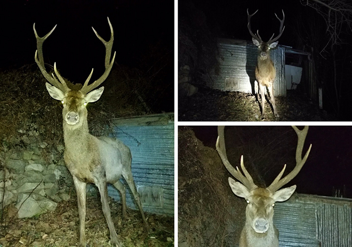 Trova un cervo nel giardino di casa a Domo. Video