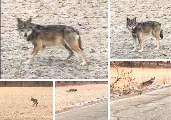 Un lupo ad Ornavasso, ecco il video