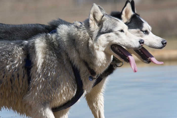 Santa Maria M: la caricha degli Husky. Appuntamento domenica col raduno dei cani da slitta