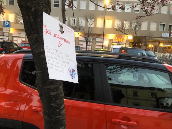 Domo, l'appello di un bambino: rispettate l'albero fiorito