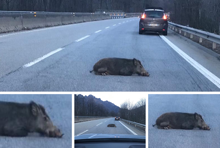 Grosso cinghiale investito in superstrada