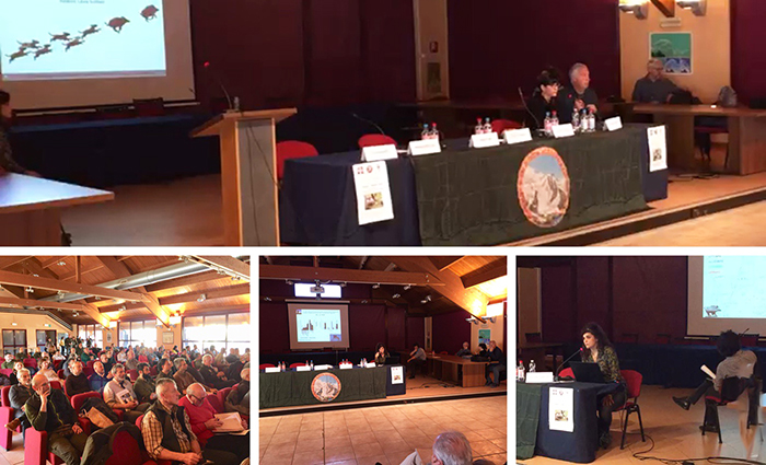 Emergenza cinghiali: partecipato convegno a Domo per la gestione futura