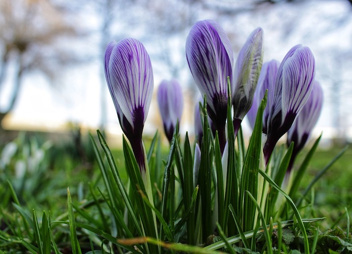 La Primavera? Arriva stasera e non domani  