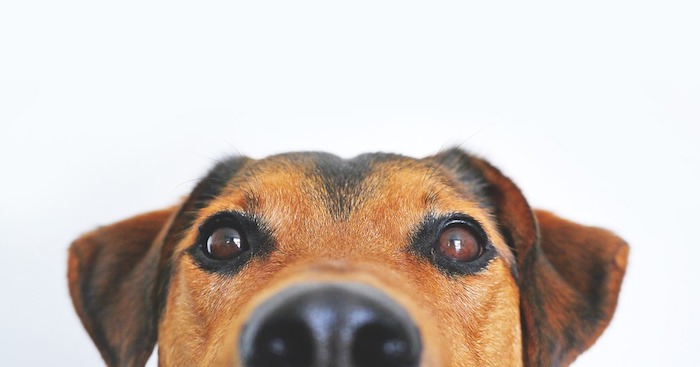 Maltrattamento degli animali, la Lav nelle piazze del VCO. Si raccolgono firme per migliorare la legge