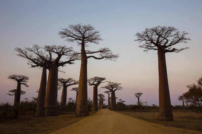  Dal Madagascar all'Europa: nuova serata in Cinefoto