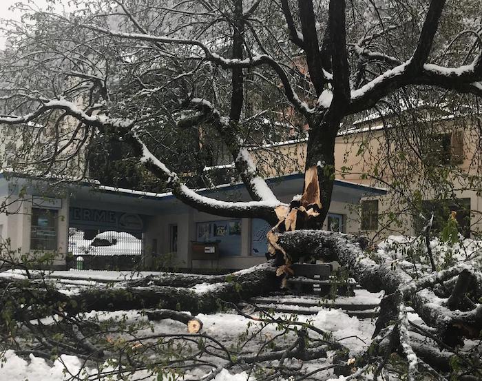 Bognanco. Si spera di salvare lo storico albero della piazza, il sindaco: grazie a chi ha lavorato nell'emergenza 