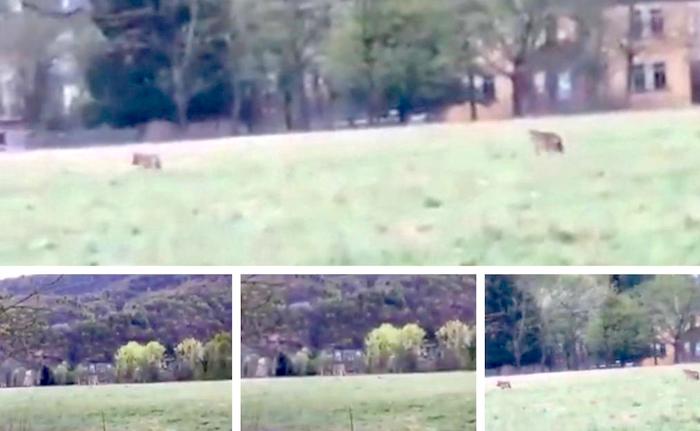 Un nuovo video dei lupi in Bassa Ossola, già battezzati Orna e Vasso 