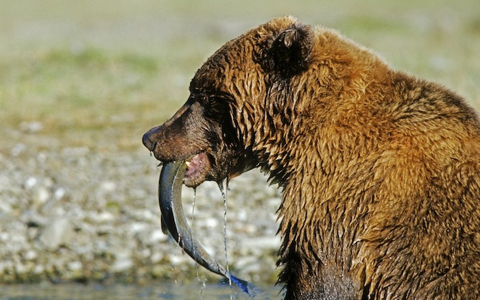 Ornavasso: avvistato orso sul Toce, è un pesce d'aprile ma qualcuno preoccupato avvisa i vigili 