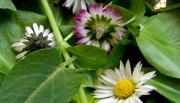 Le erbe ed i fiori alimentari dell'Ossola negli scatti di Valeria Tantardini