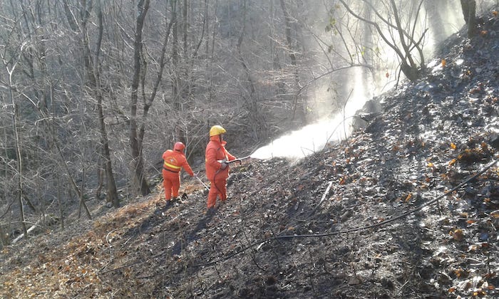 Miazzina, a fuoco il bosco 