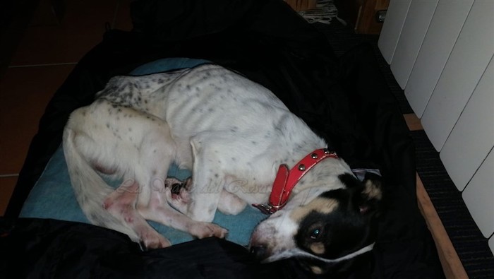 Il cane Robin: scappato per i botti di capodanno, ritrovato dopo 13 giorni. Vagabondava in montagna
