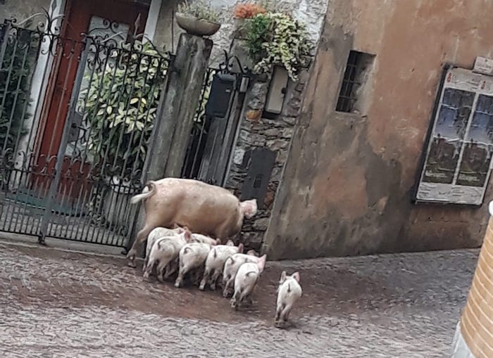 Brisino: mamma scrofa e cuccioli a spasso per il paese. La Polizia locale interessa l'ASL - Foto