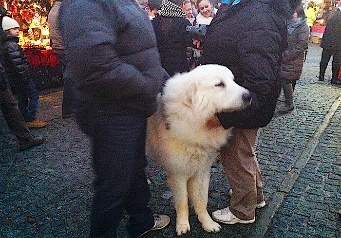 C'era anche Fripon il cane del film “Belle & Sebastien” ai mercatini in Vigezzo