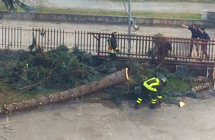Riaperta la superstrada per l'albero caduto